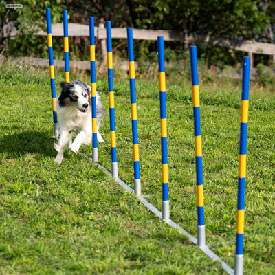 Border Collie weaving through Callieway Trichterslalom funnel poles