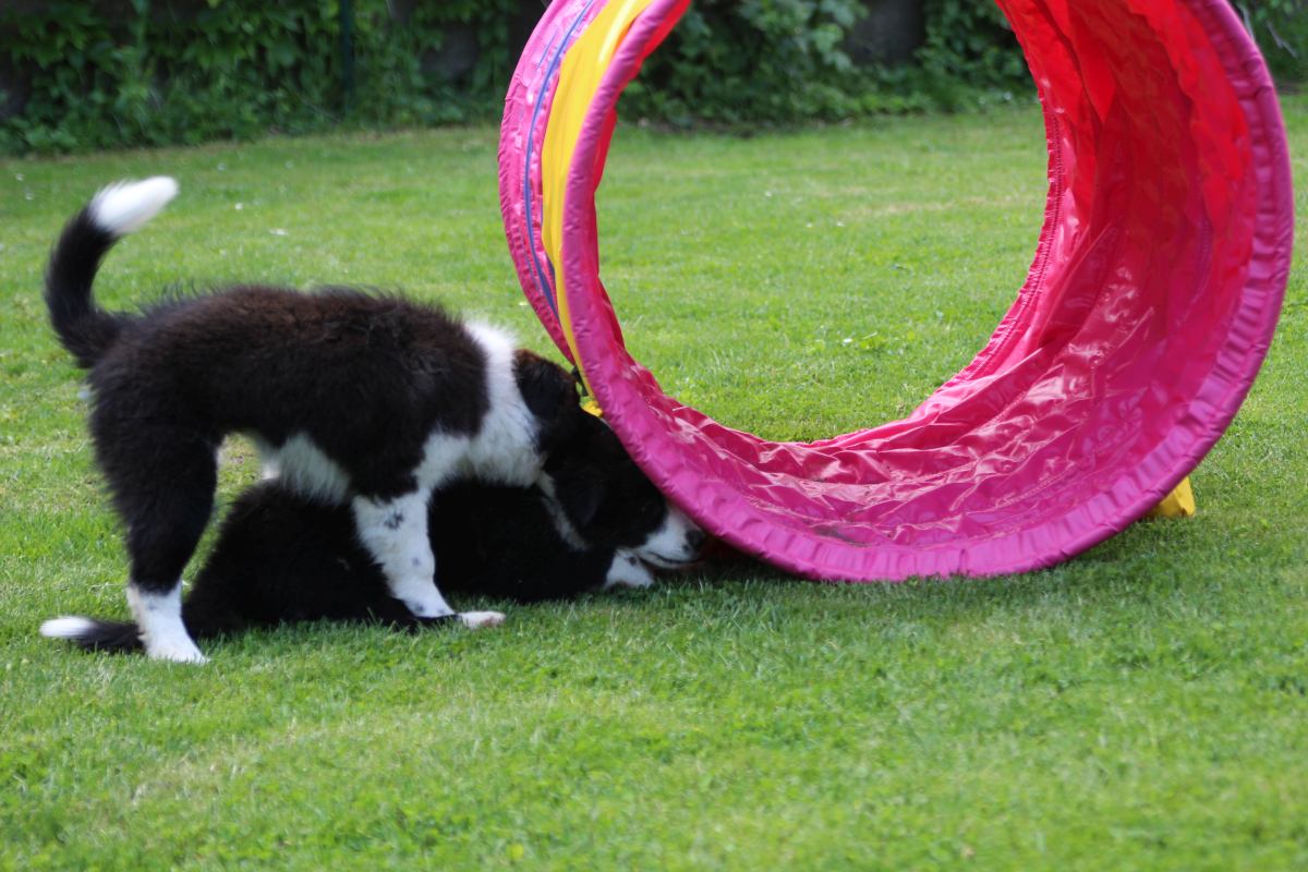 Border Collie puppies with pink Callieway® agility tunnel and yellow sandbags on grass field
