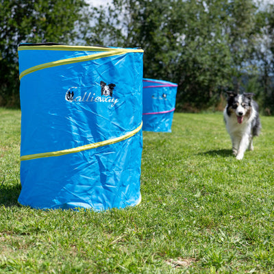 Blue Callieway Hoopers barrel on a grassy training field for dog agility and Hoopers.