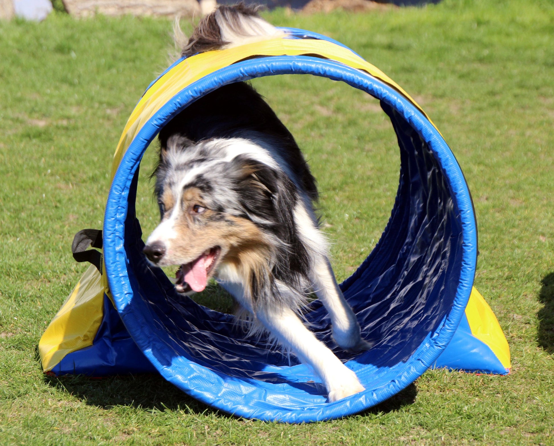 Border Collie training with blue Callieway® agility tunnel and yellow sandbags on grass field