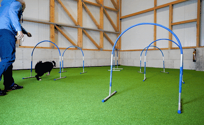 Hoopers Agility mit Chelsea :-)