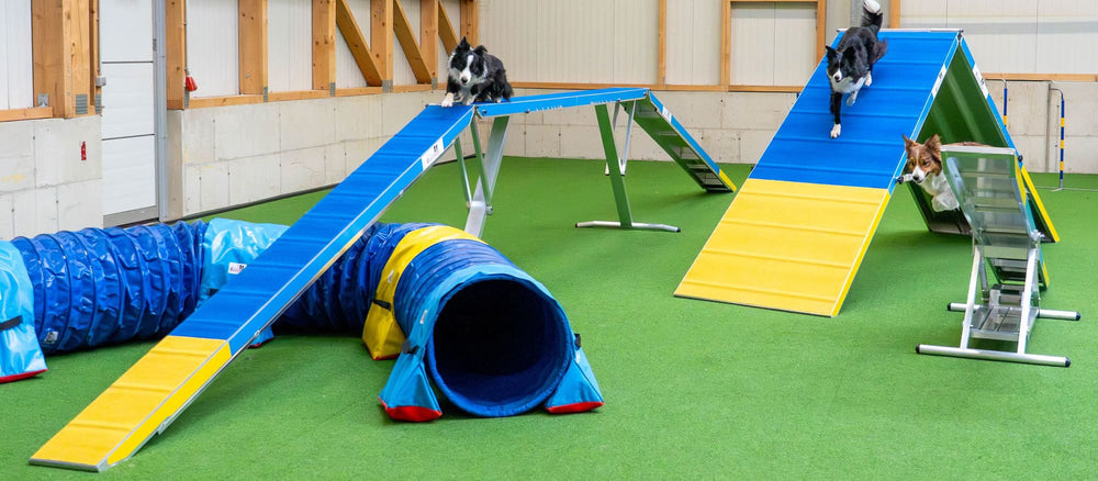 Hunde im Agility Training mit Wippe, Steg und A-Wand