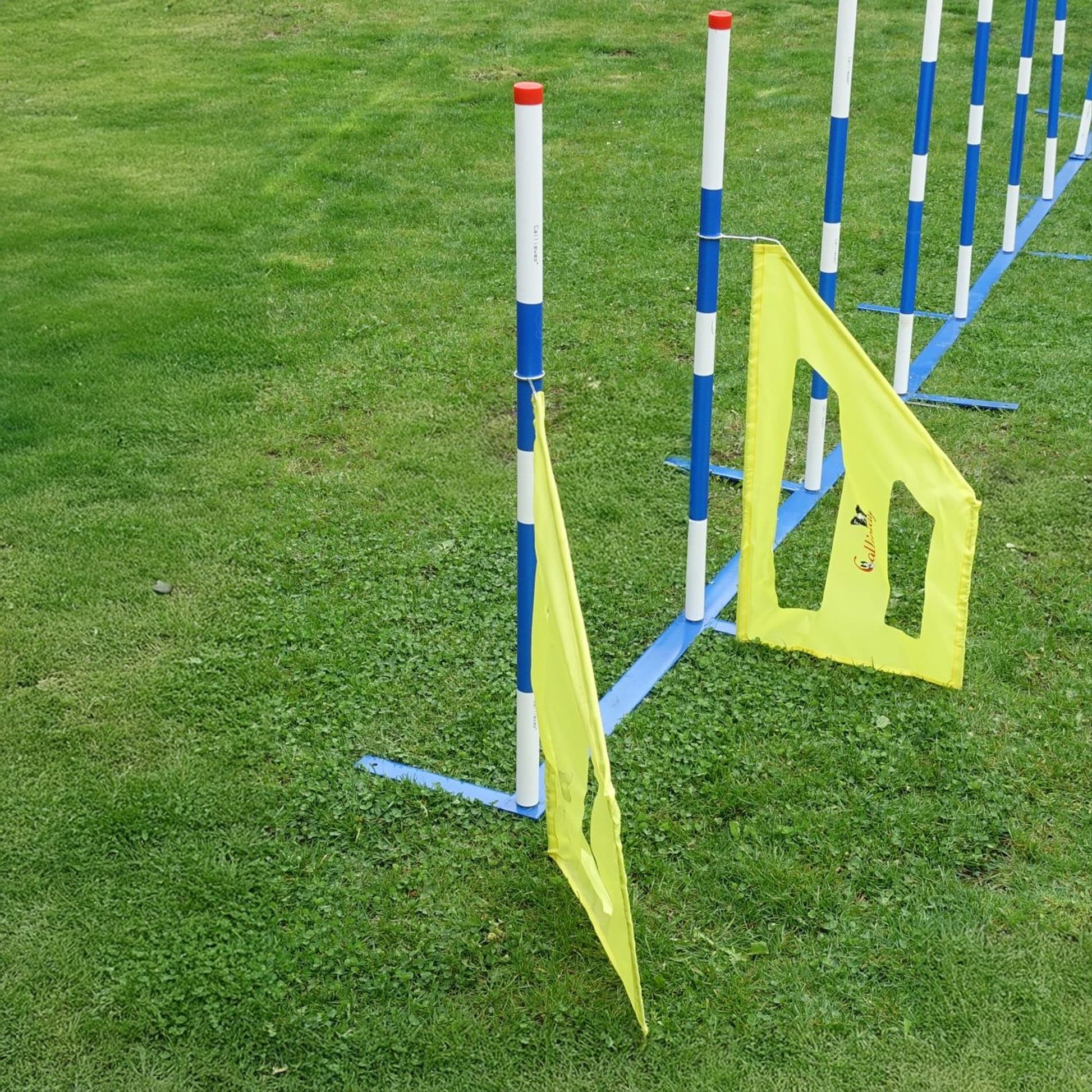 Callieway Slalom Trainingshilfe Gelb für Hundesport Training