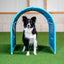 Cyan Callieway BOLO-des-Alpes hoopers tunnel double pack on grass with border collie