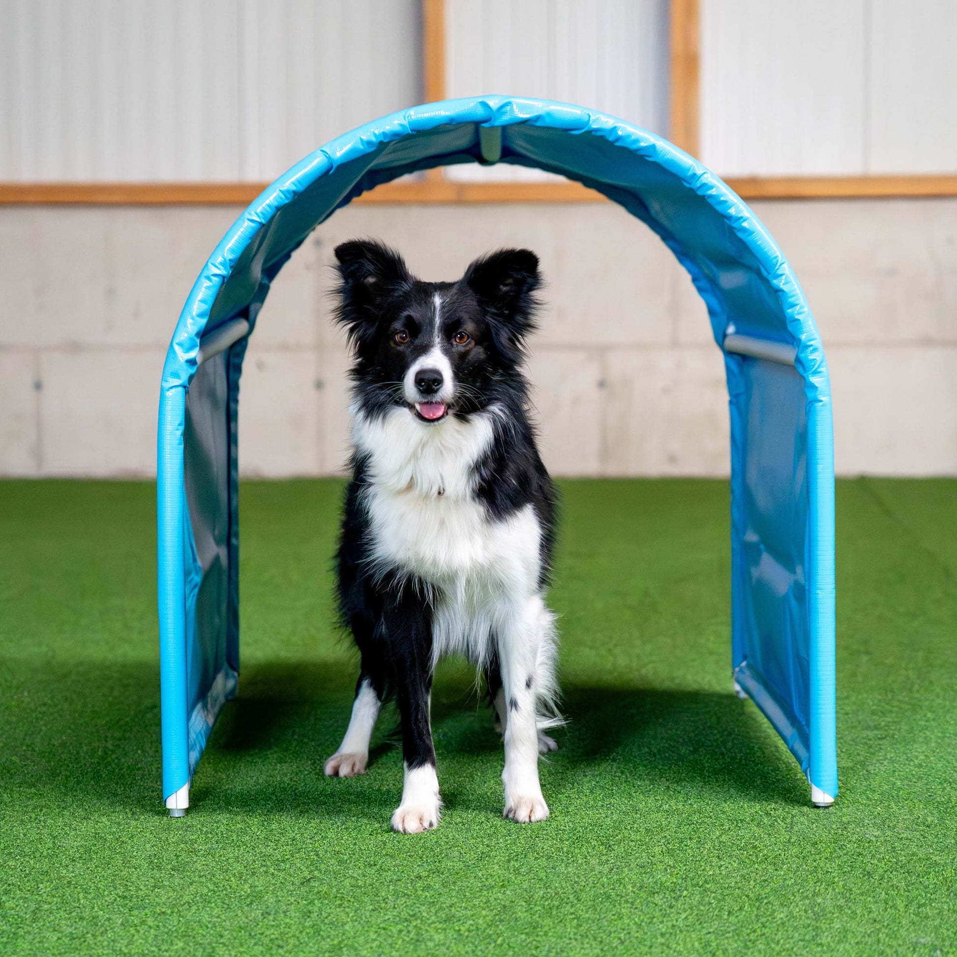 Cyan Callieway BOLO-des-Alpes hoopers tunnel double pack on grass with border collie