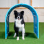 Border collie next to Callieway cyan BOLO-des-Alpes agility tunnel on lawn