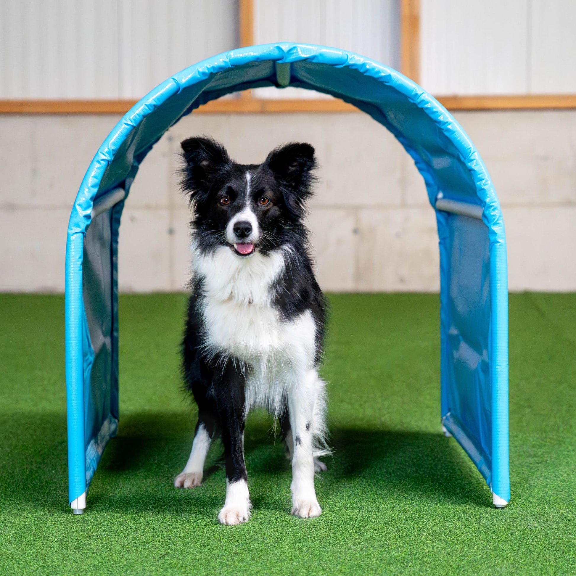 Border collie next to Callieway cyan BOLO-des-Alpes agility tunnel on lawn