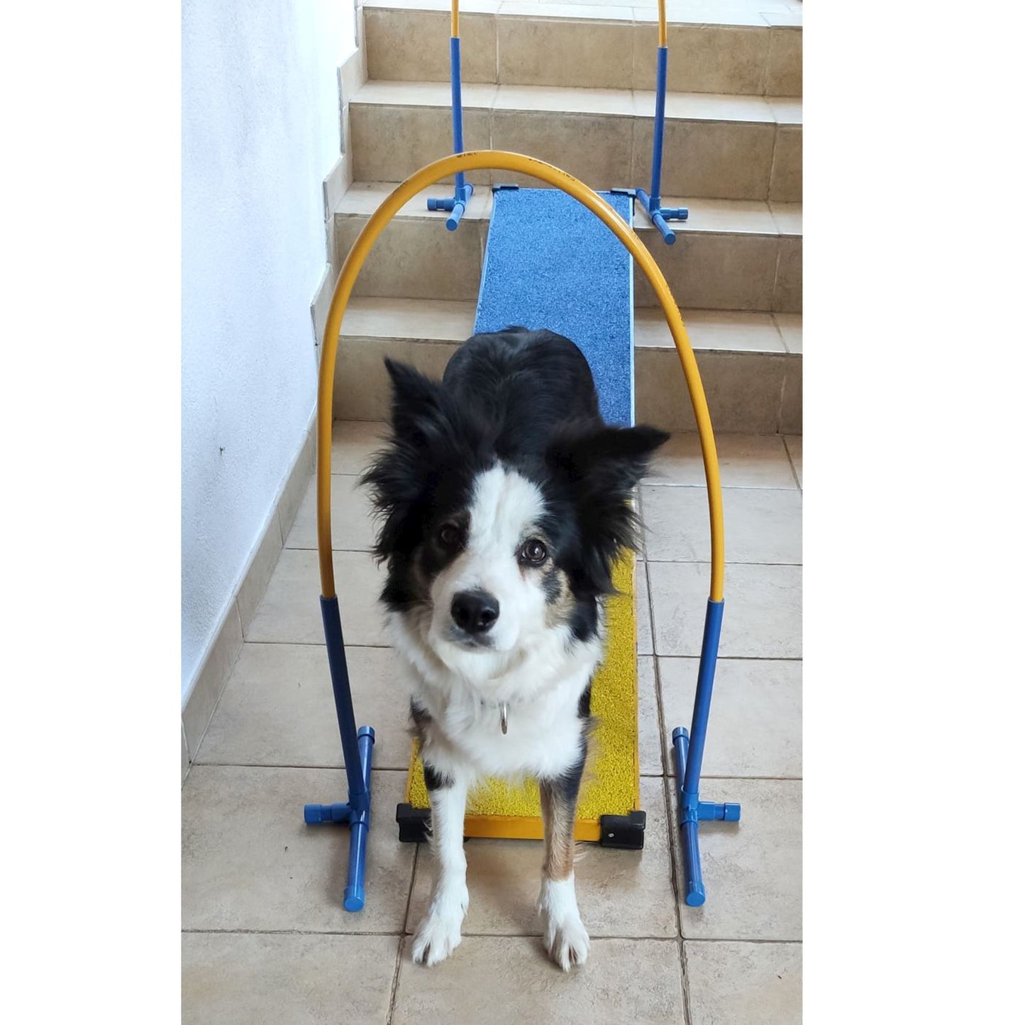 Balance Board Hundetraining Gerät