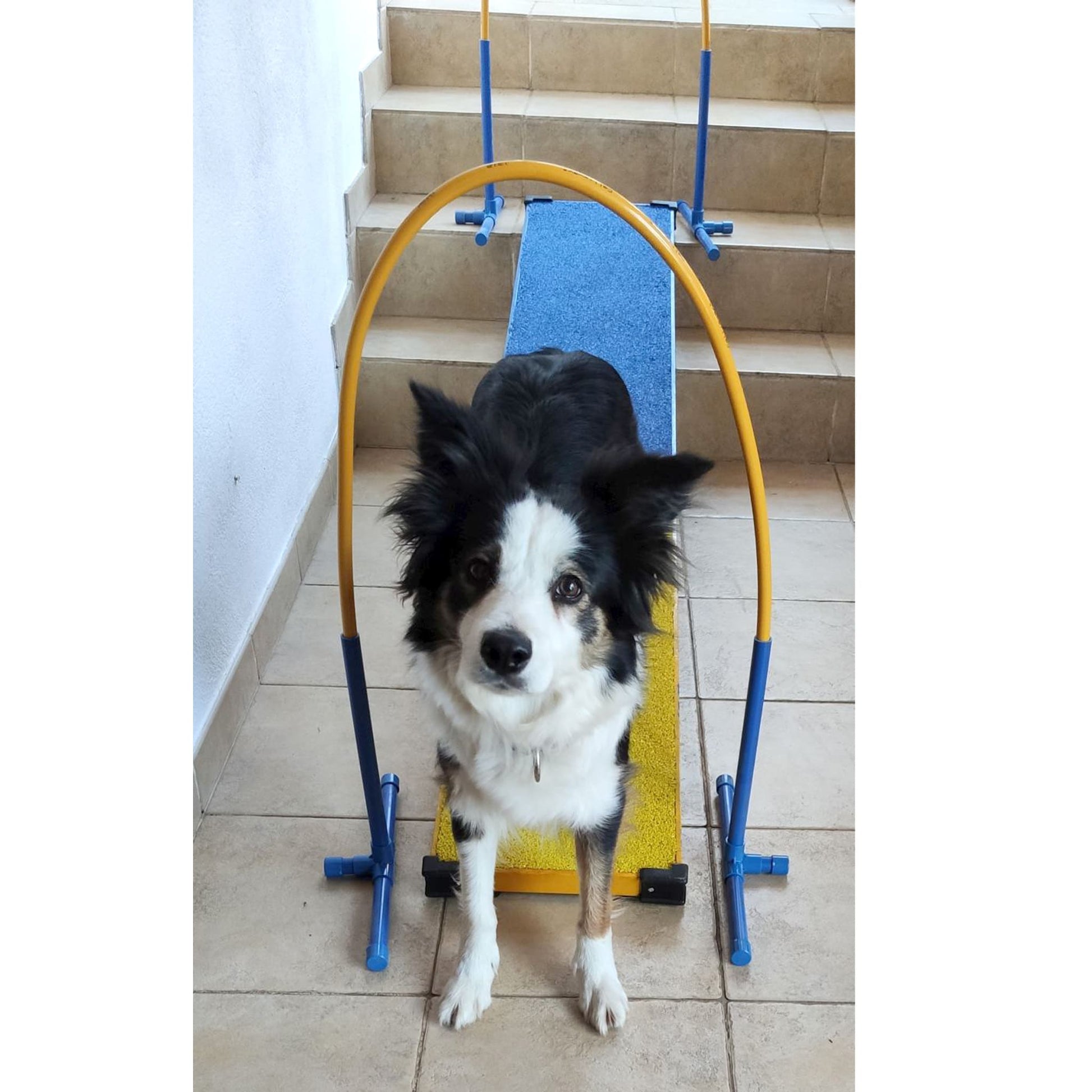 Balance Board Hundetraining Gerät