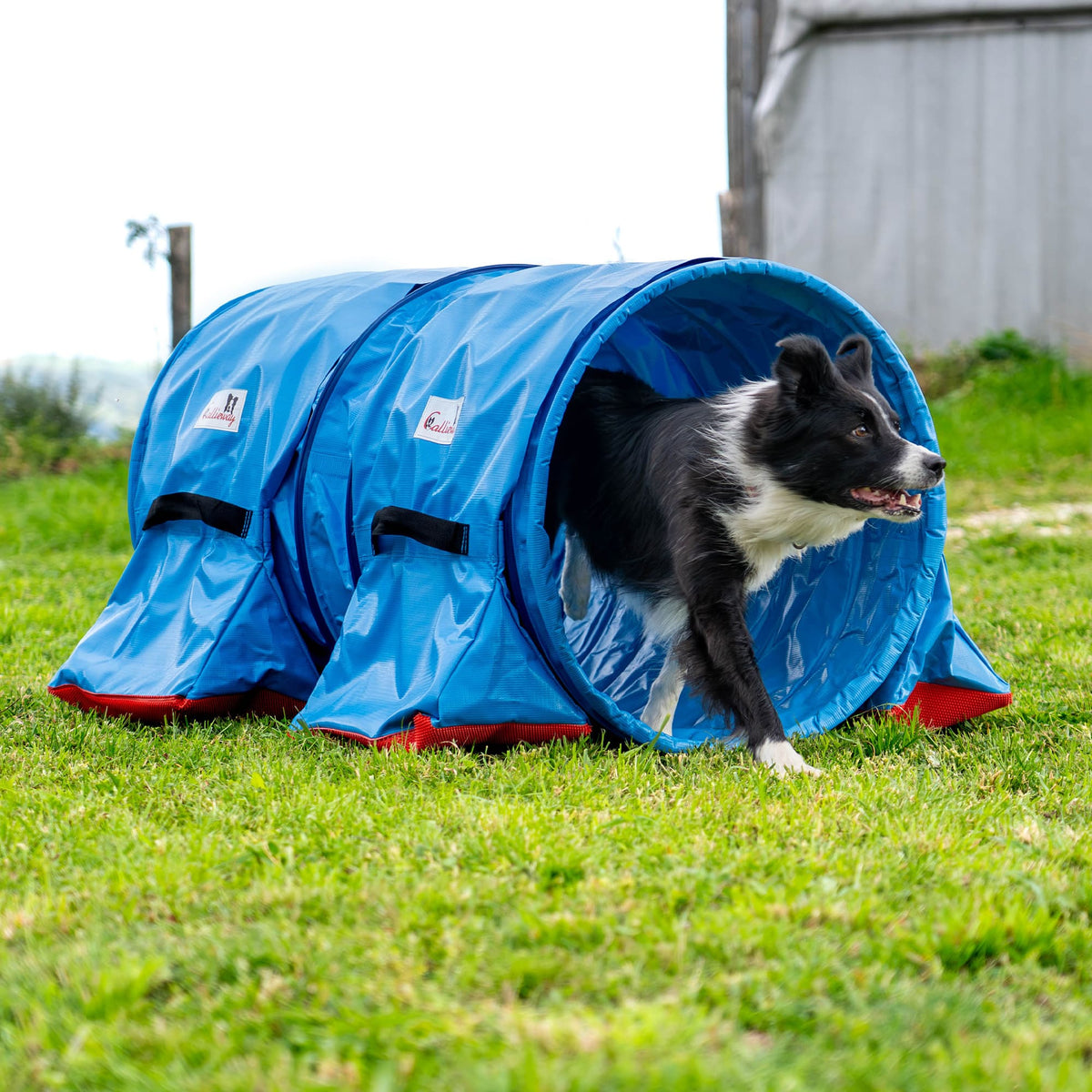 Dog training with a blue Callieway Hoopers agility tunnel outdoors