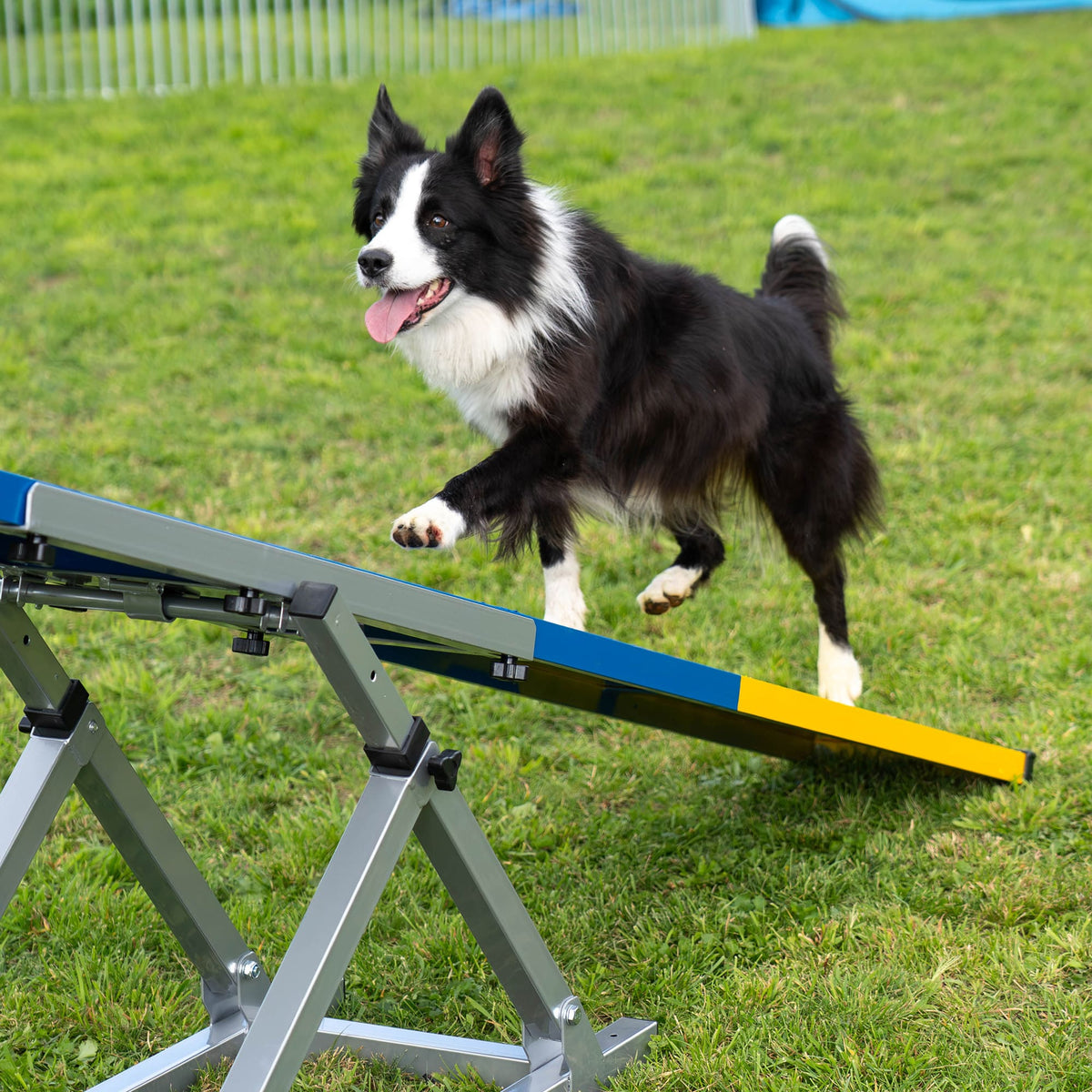Border Collie balancing on a blue and yellow Callieway agility seesaw