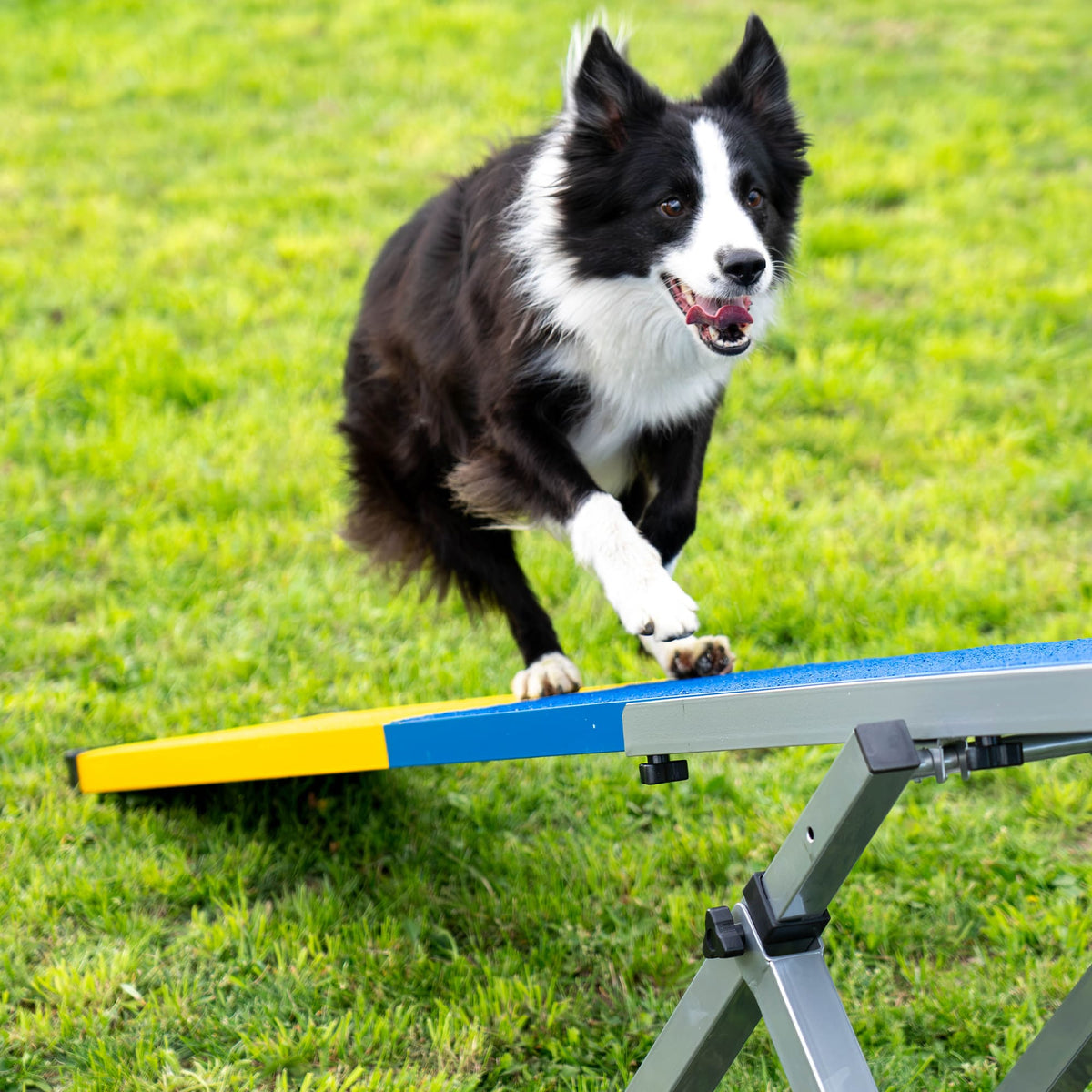 Border Collie climbing a blue and yellow Callieway agility seesaw