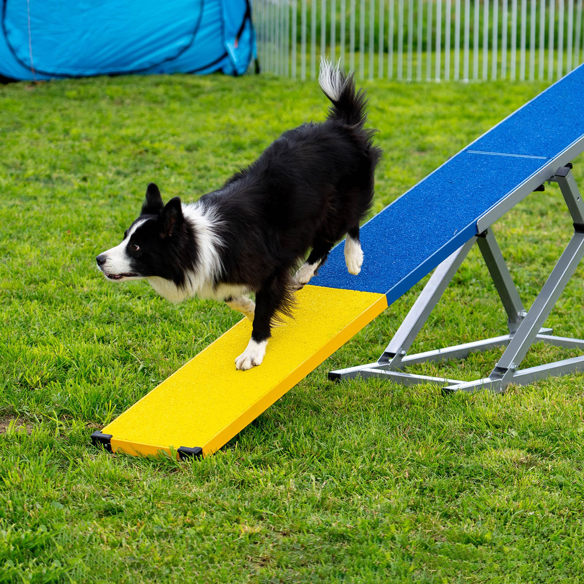 Border Collie jumping over a blue and yellow Callieway agility seesaw
