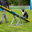 Blue and yellow Callieway dog seesaw as part of an agility course