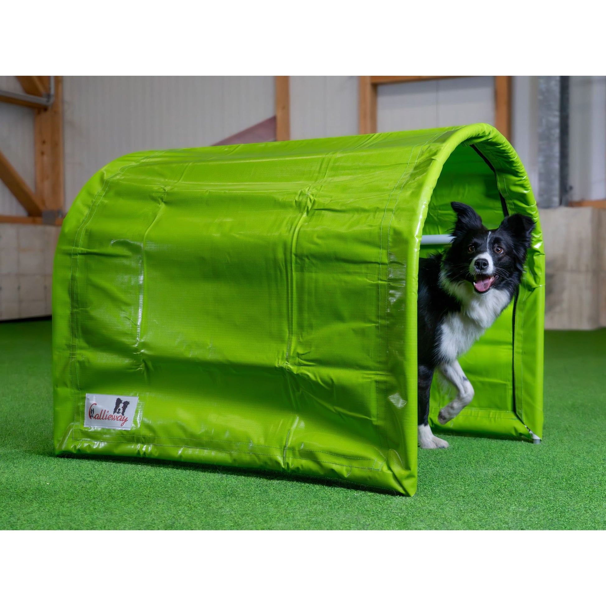 Callieway BOLO des Alps II Hoopers Tunnel Lime für Hundesport Training