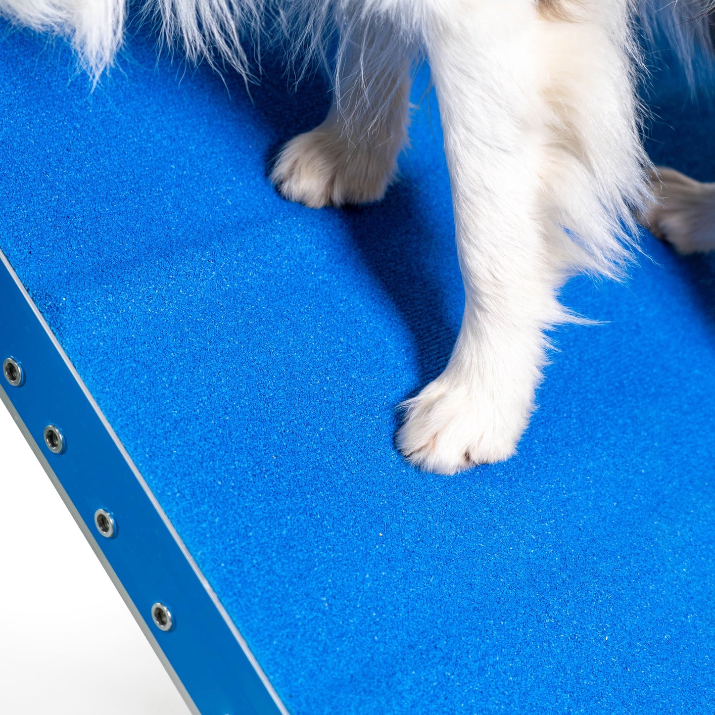 Hund auf Callieway Agility A-Wand Kontaktzone blau gelb