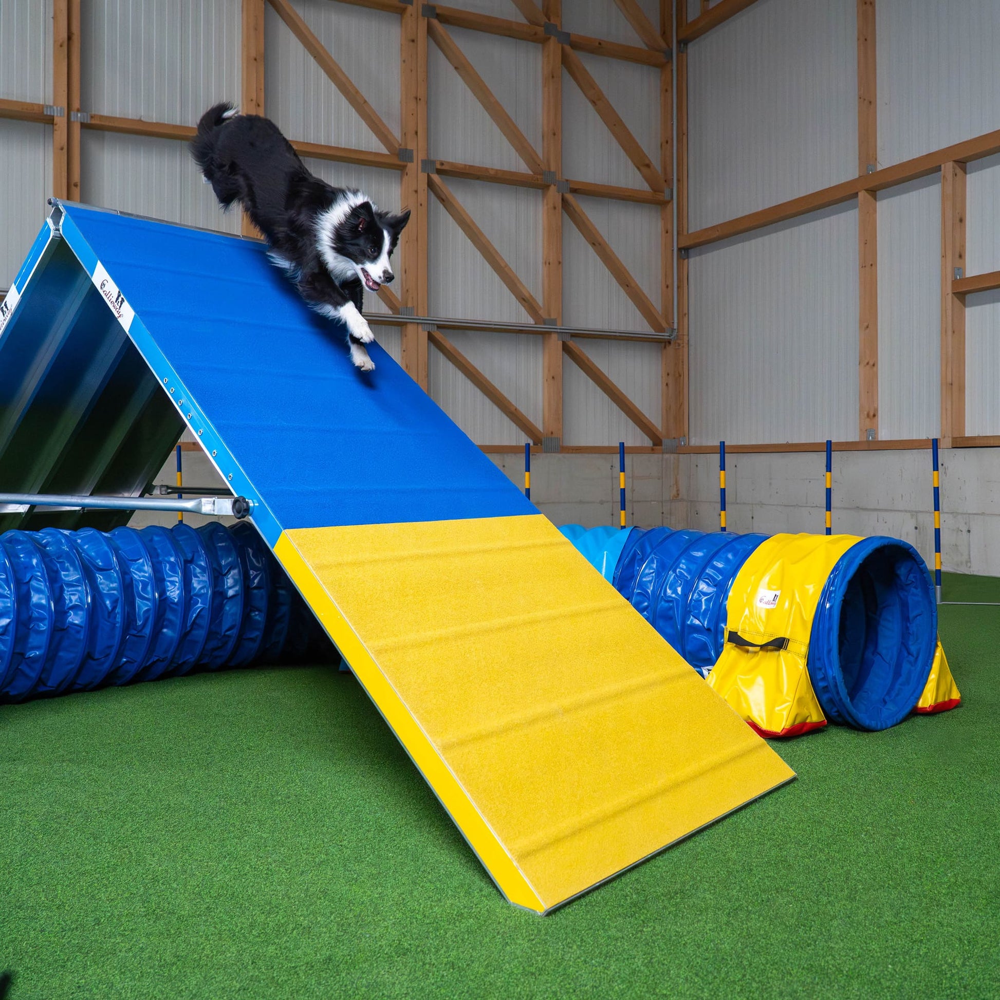 Hund läuft über Callieway Agility A-Wand