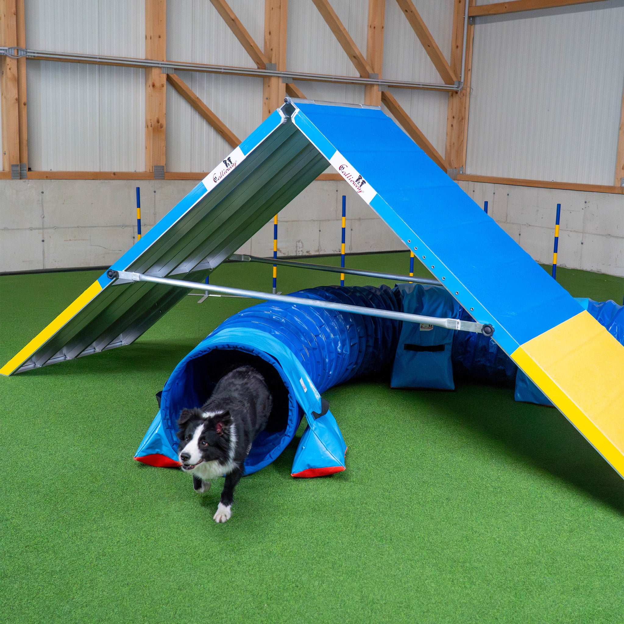 Hund läuft über Callieway Agility A-Wand beim Training