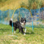 Dog completing the yellow Callieway ALU Hoopers Hoop during hoopers training