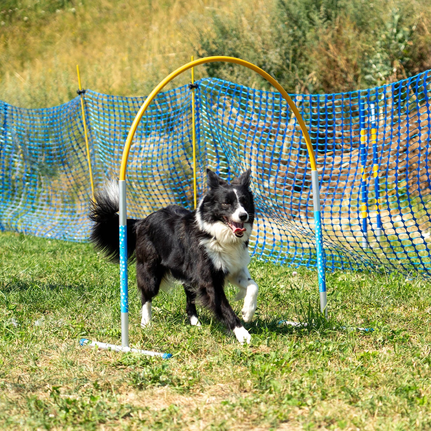 Dog completing the yellow Callieway ALU Hoopers Hoop during hoopers training