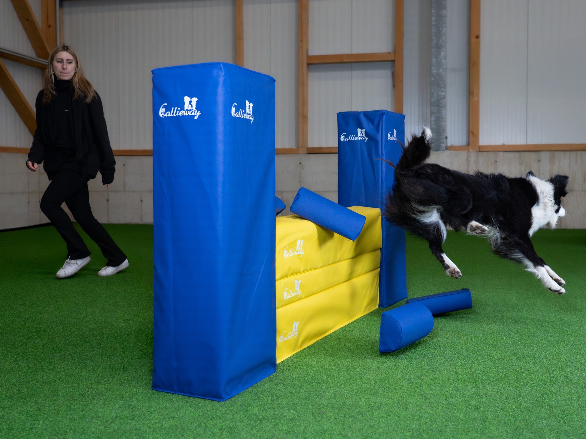 Hund überquert Callieway Bounce Over Soft Agility Mauer beim Agility Training