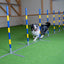 Hund trainiert im Callieway Agility Slalom 2 by 2 Parcours