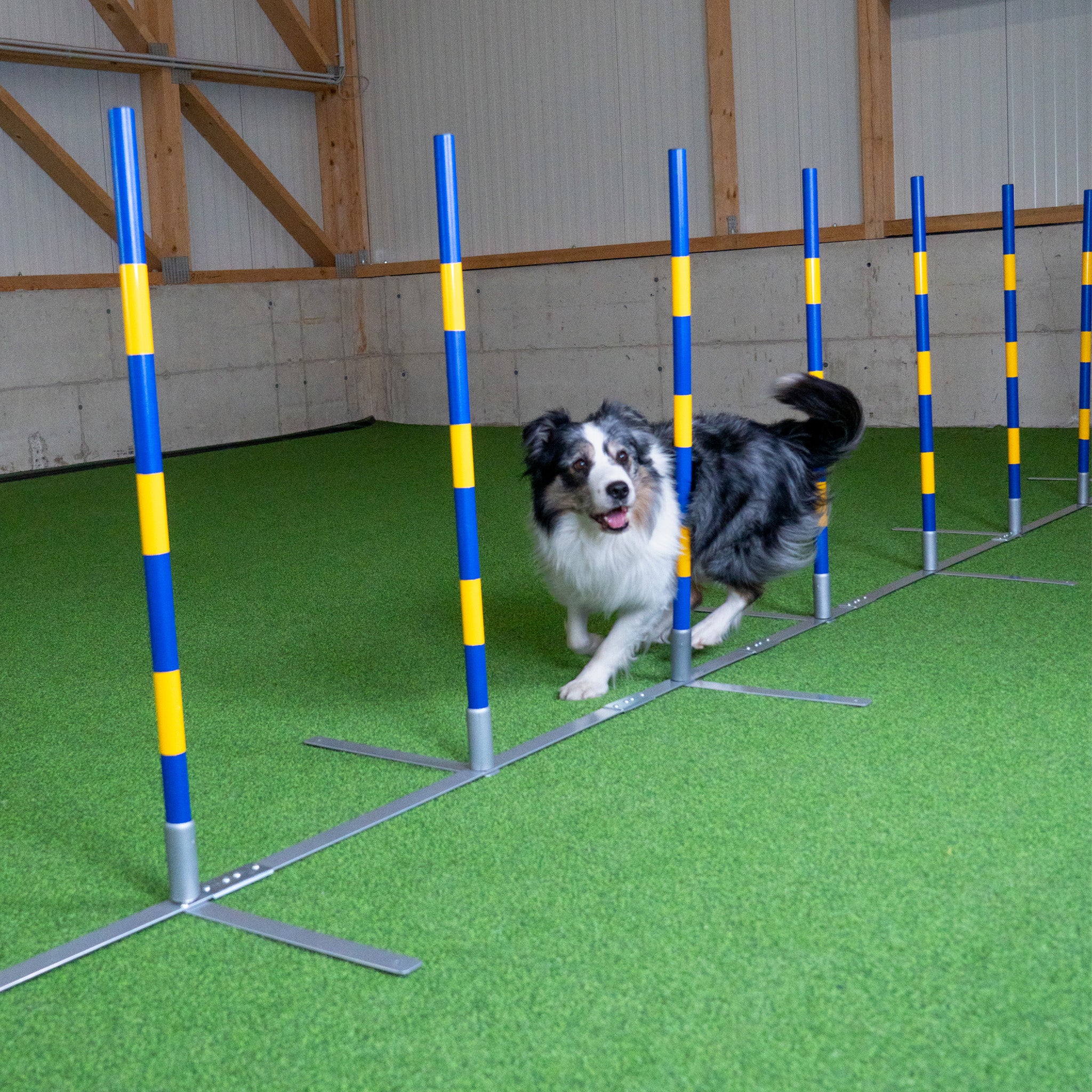 Hund trainiert im Callieway Agility Slalom 2 by 2 Parcours