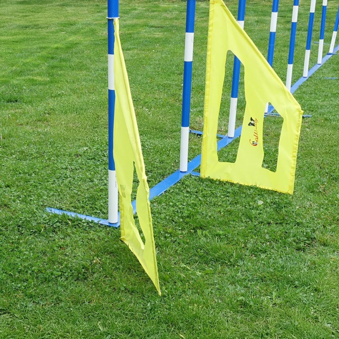 Agility Slalomwings – Die perfekte Einfädelhilfe für Slalomtraining