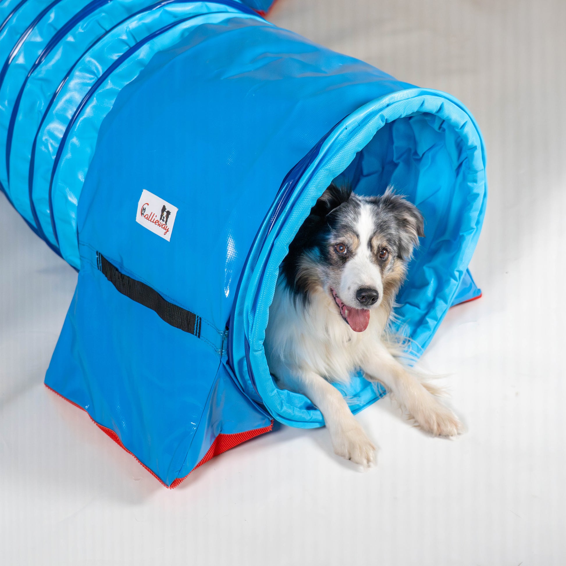 Hund läuft durch Callieway Agility Tunnel Fullgrip