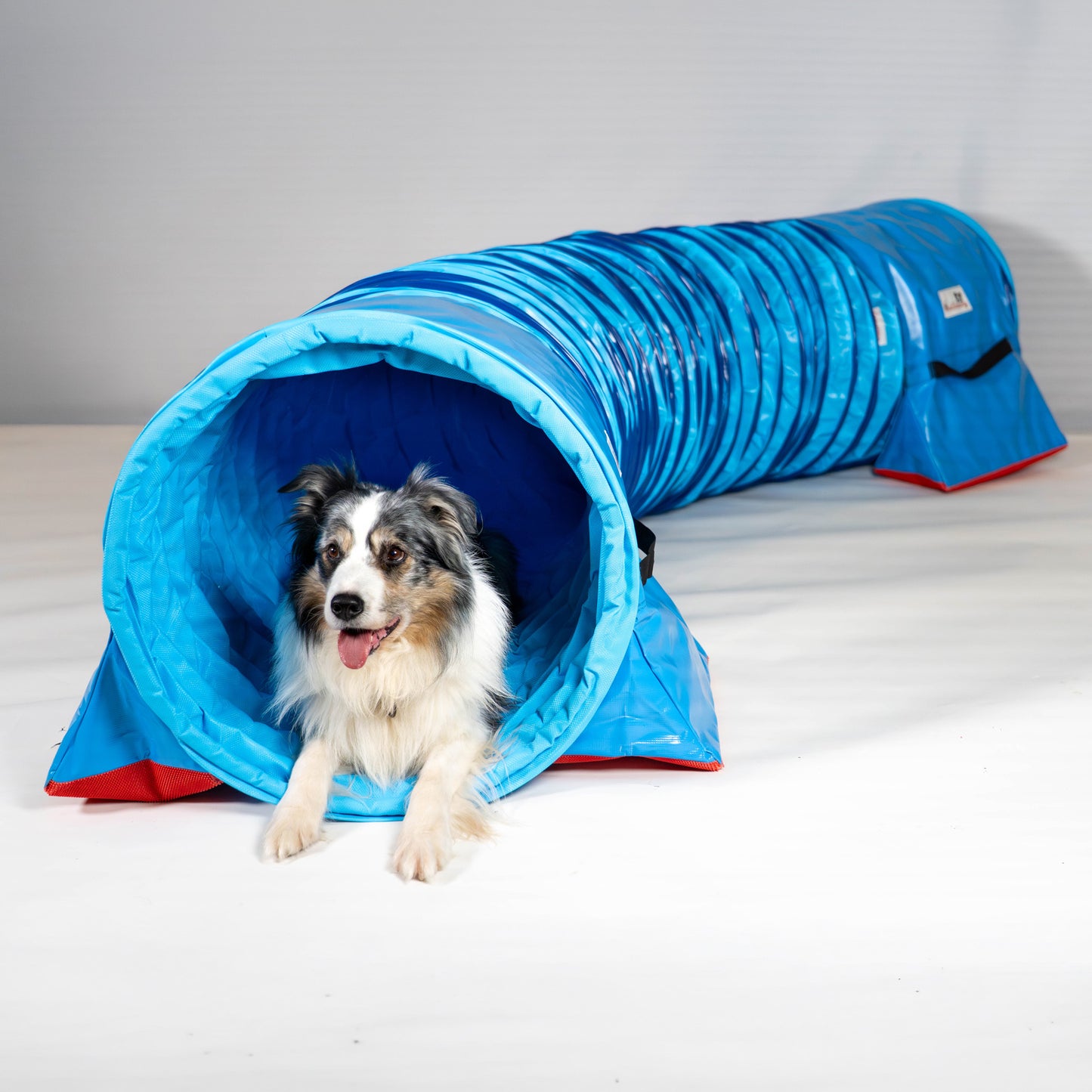 Hund läuft durch Callieway Agility Tunnel Fullgrip blau