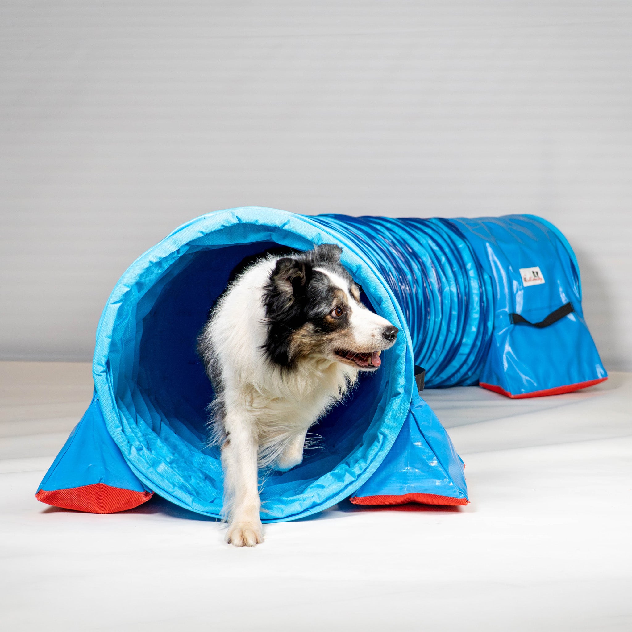 Hund im Callieway Agility Tunnel Fullgrip beim Training
