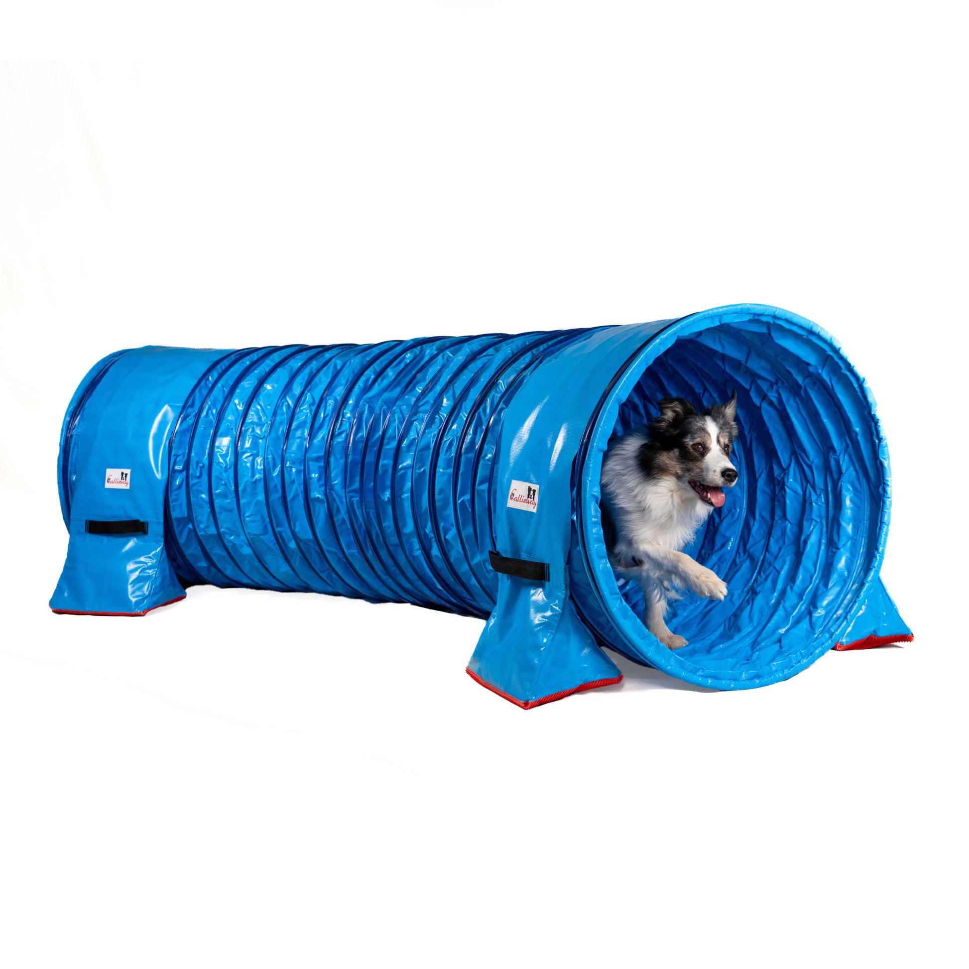 Hund läuft durch Callieway Agility Tunnel mit 80 cm Durchmesser