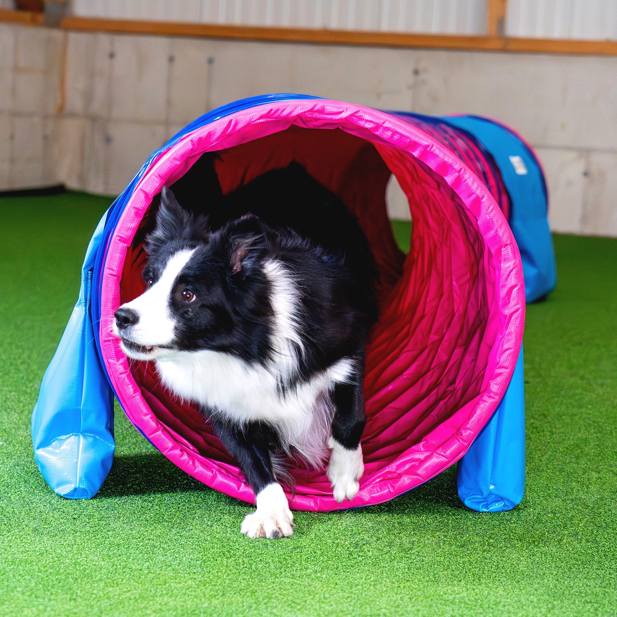 Hund läuft durch Callieway Agility Tunnel Smartgrip fuchsia