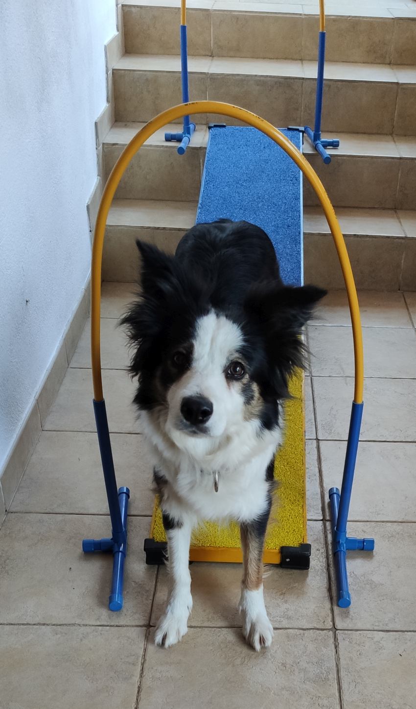 Callieway Agility Zonenboard für präzises Kontaktzonentraining im Hundesport auf Rasen