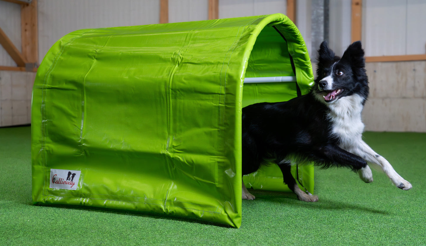 Hund läuft aus Callieway BOLO Bottomless Hoopers Tunnel 1 m Ø80 beim Hoopers Training