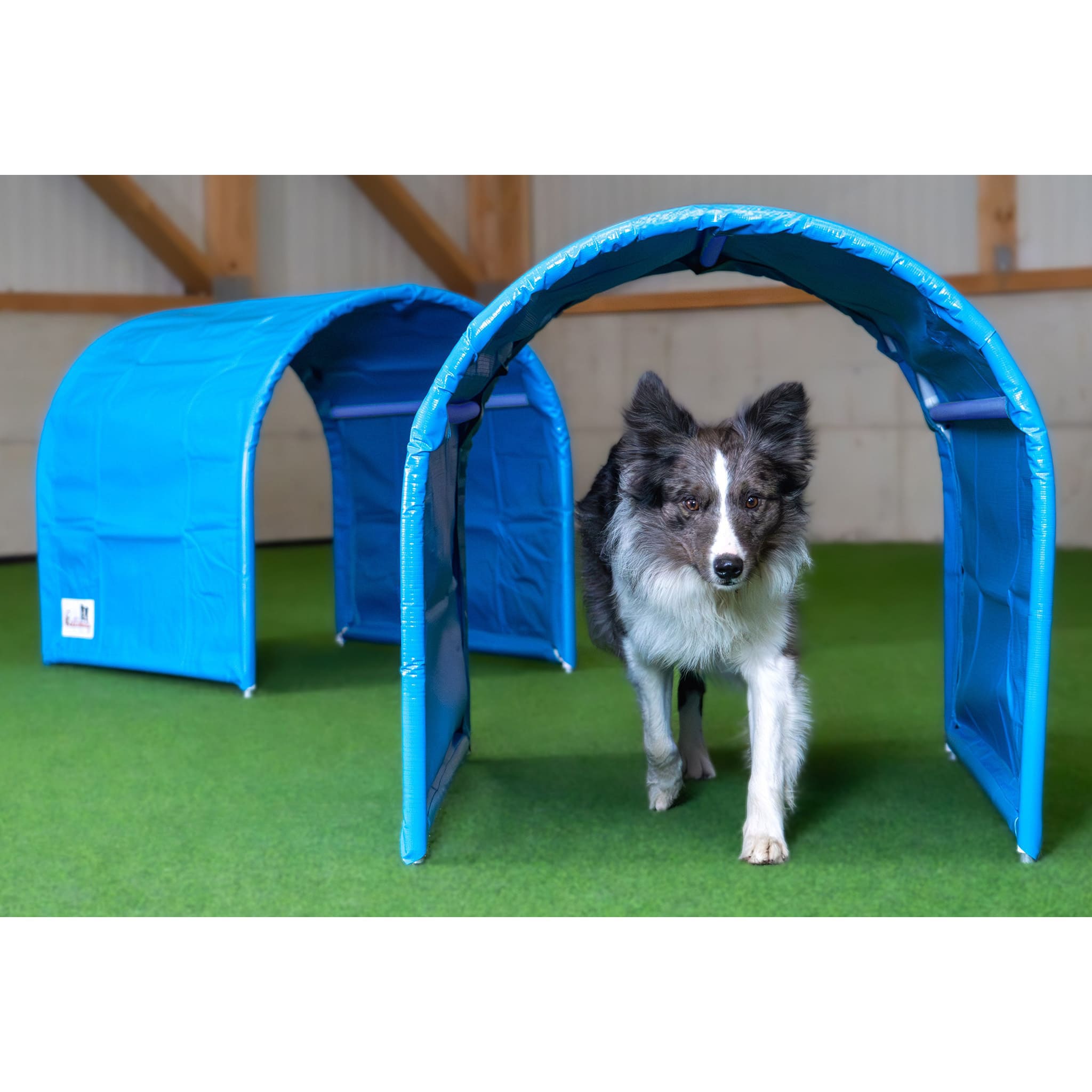 Hund läuft durch Callieway BOLO Hoopers Tunnel blau