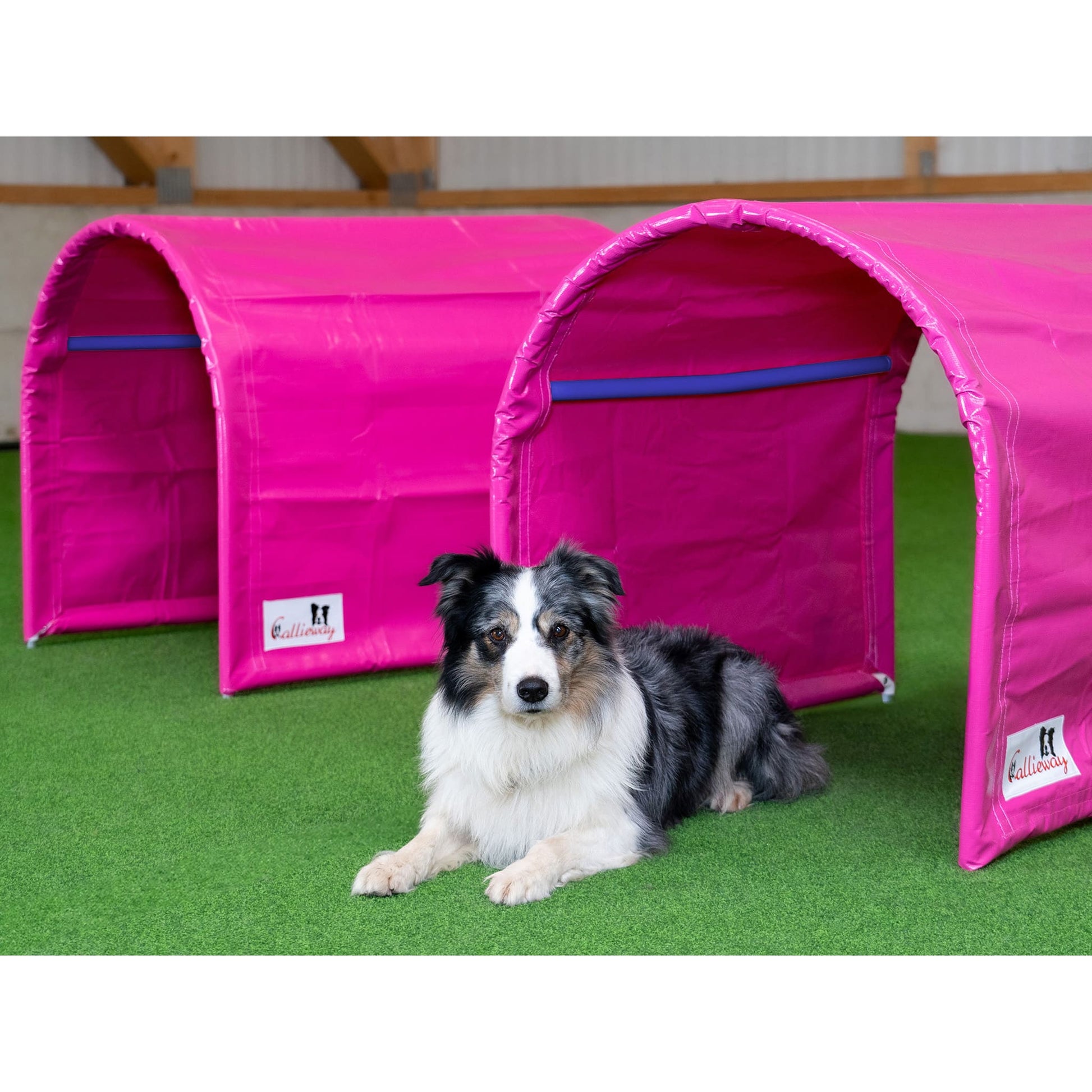 Callieway BOLO bodenloser Hoopers Tunnel auf Trainingswiese