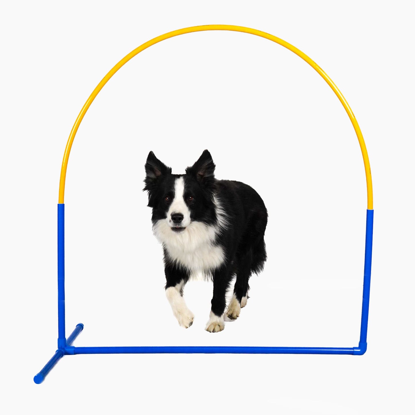 Hund trainiert mit Callieway Fun Hoop Hoopers Hindernis