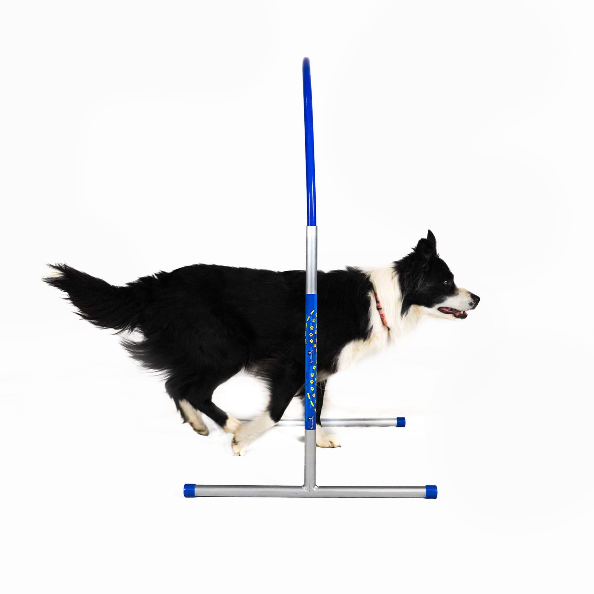 Hund läuft durch Callieway Hoopers Bogen im Parcours