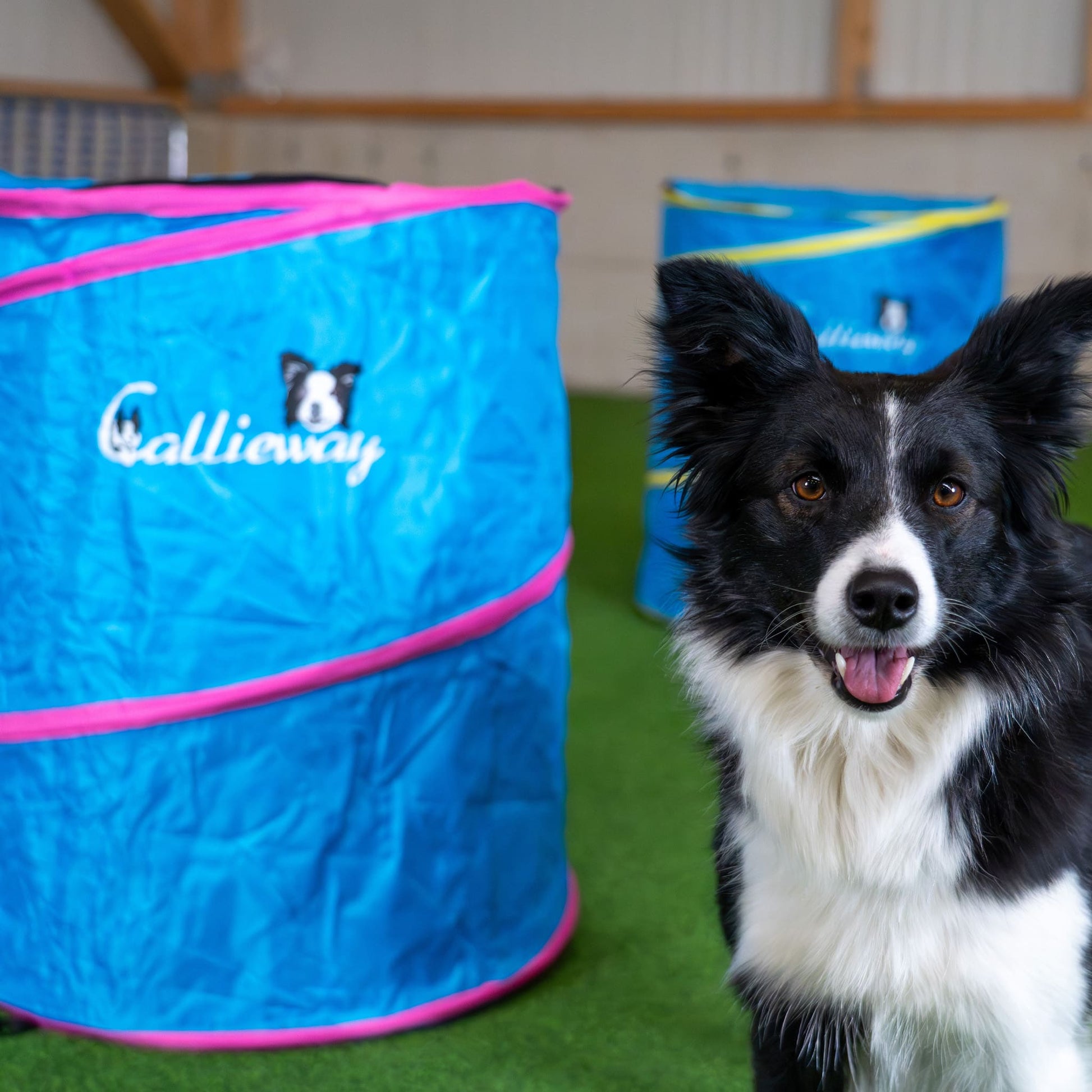 Callieway Hoopers Barrel Blau für Hoopers Hundetraining