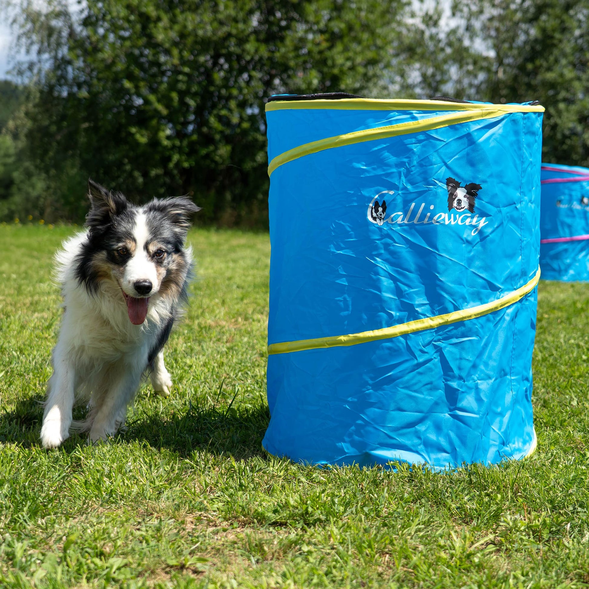Cane in piedi dietro il barile blu Callieway Hoopers su un percorso di addestramento.