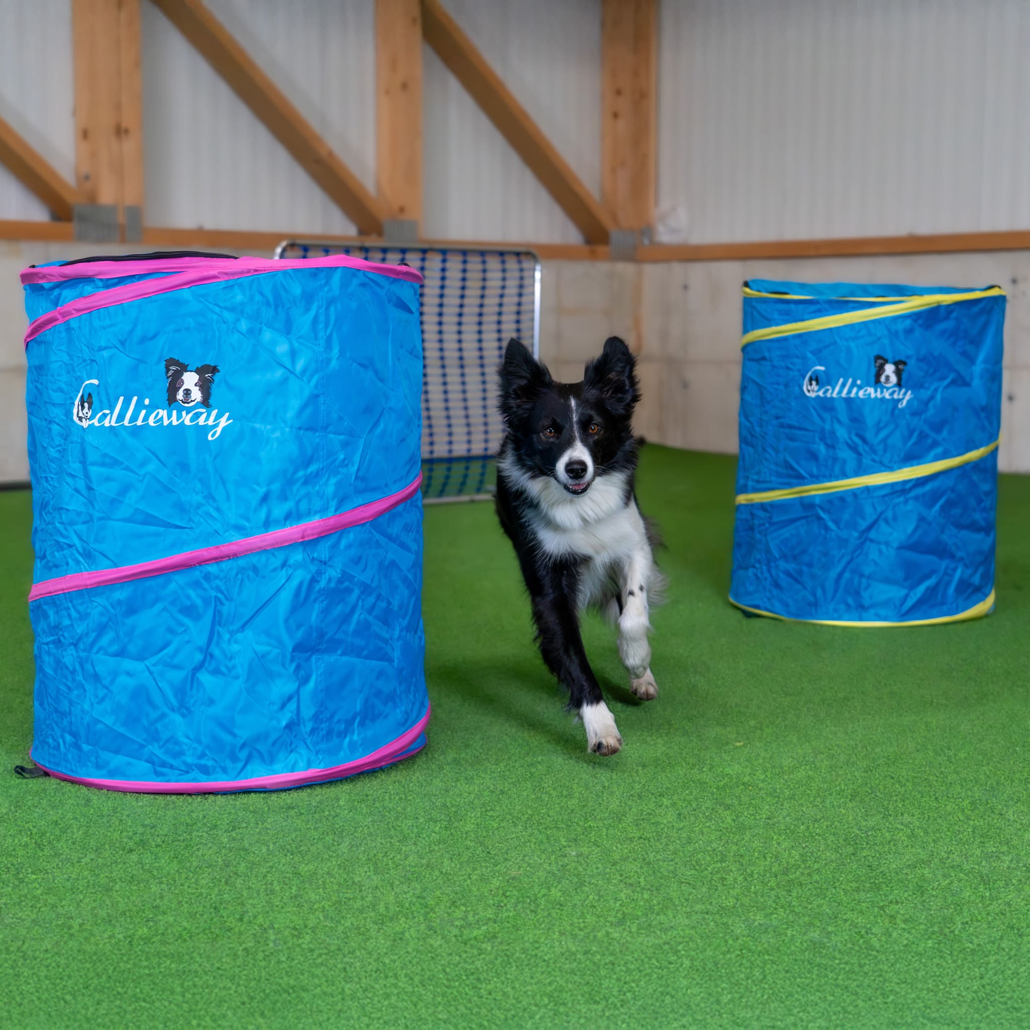 Hund trainiert mit Callieway Hoopers Barrel Hindernis