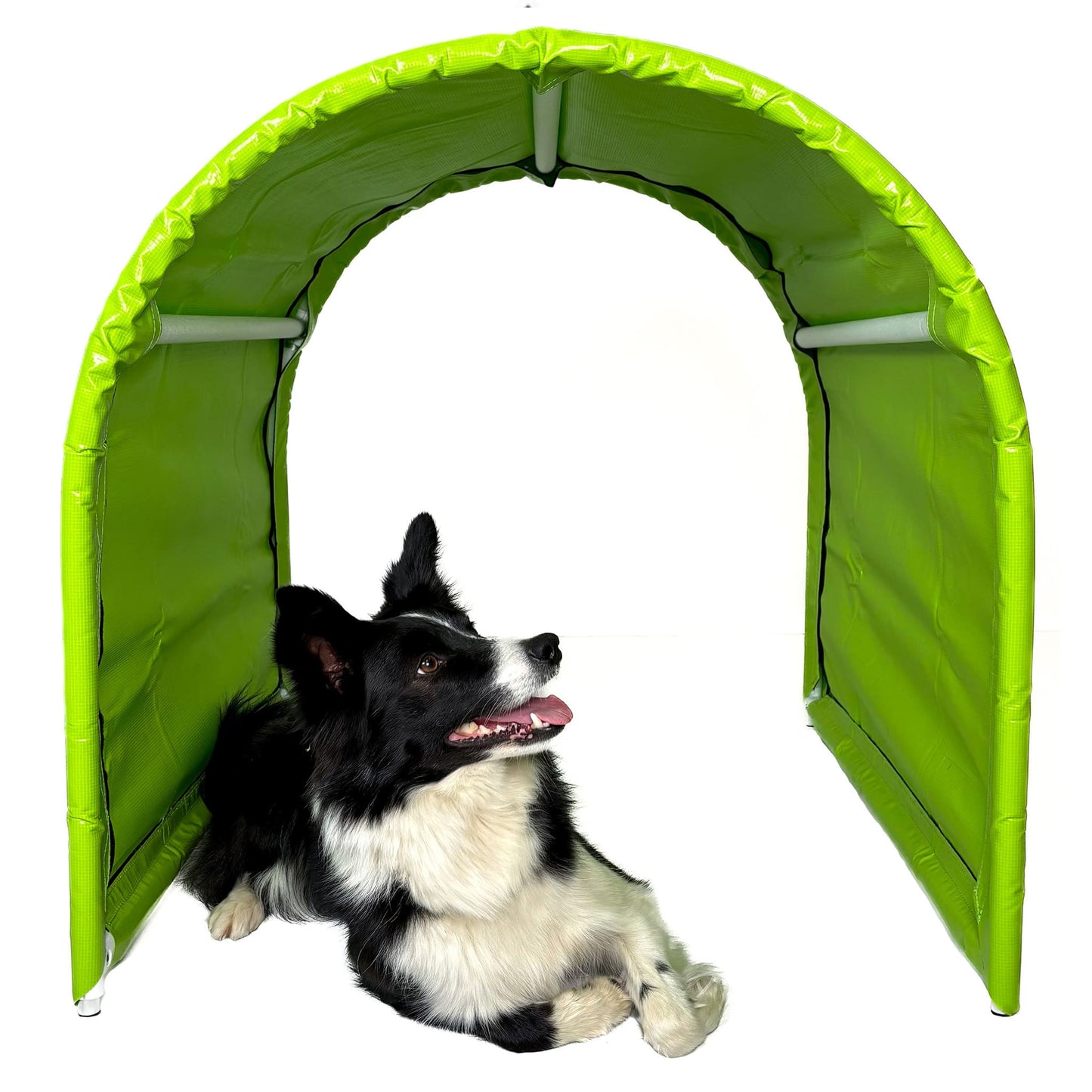 Hund im Callieway BOLO des Alpes Hoopers Tunnel in lime beim Training