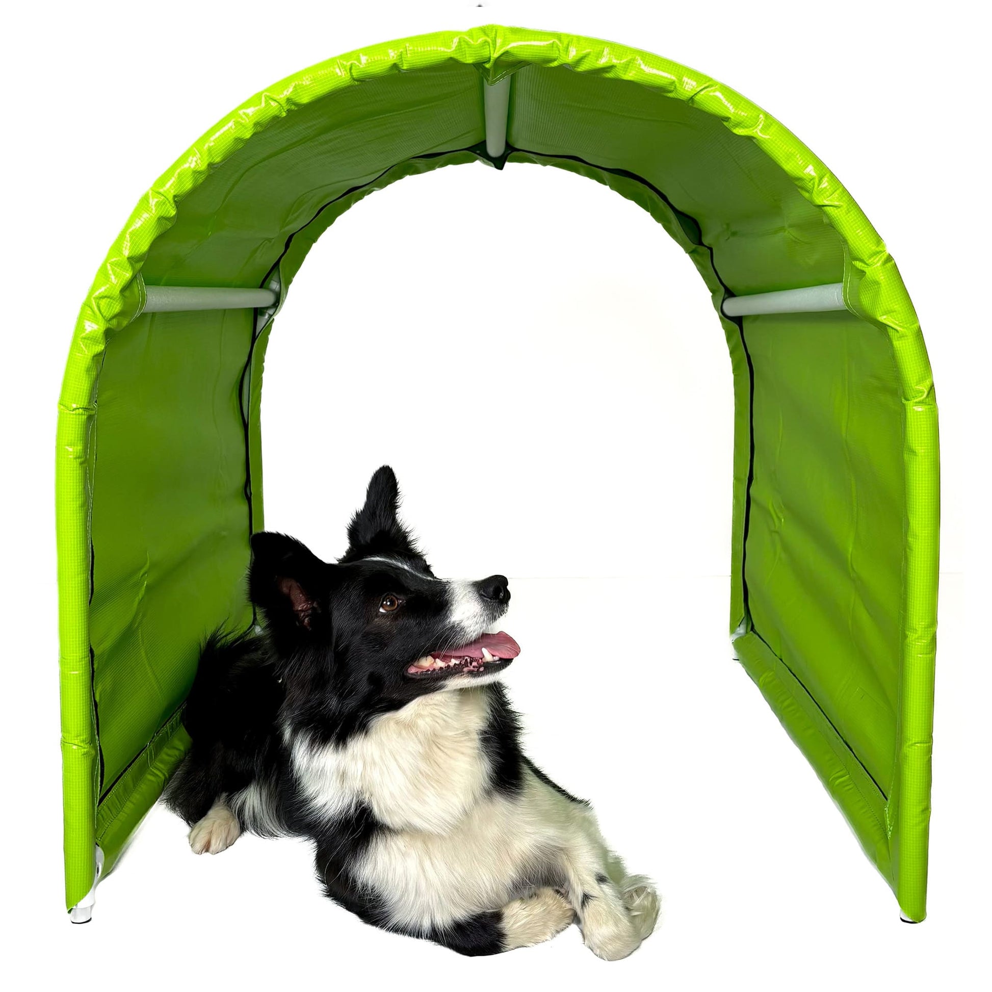 Hund im Callieway BOLO des Alpes Hoopers Tunnel in lime beim Training