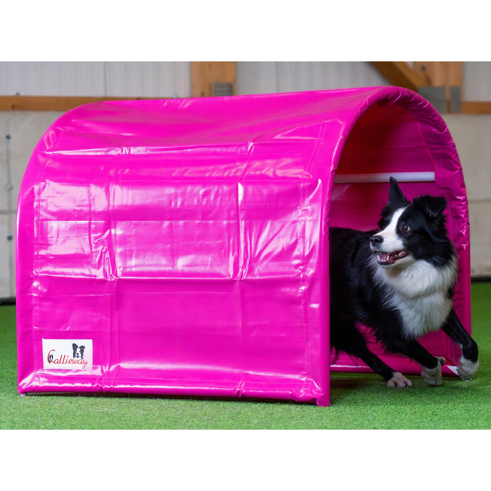 Hund läuft durch Callieway BOLO des Alps II Hoopers Tunnel Fuchsia