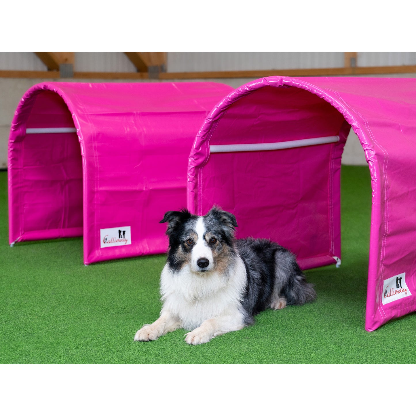 Hund trainiert mit Callieway BOLO des Alps II Hoopers Tunnel Fuchsia