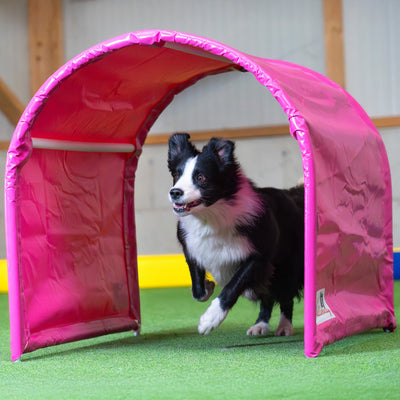 Hund trainiert mit Callieway BOLO des Alps II Hoopers Tunnel Fuchsia in Halle
