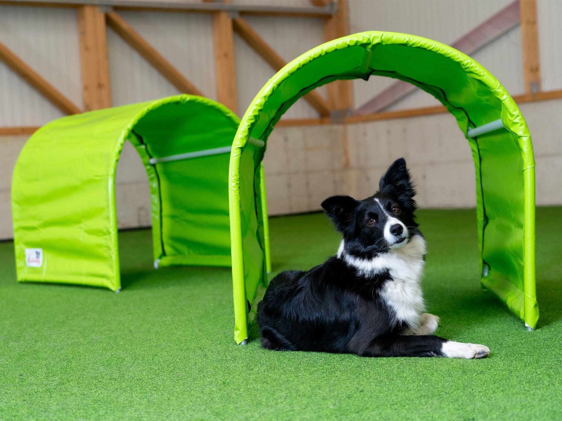 Hund läuft durch Callieway BOLO des Alpes Hoopers Tunnel lime beim Hundesport Training
