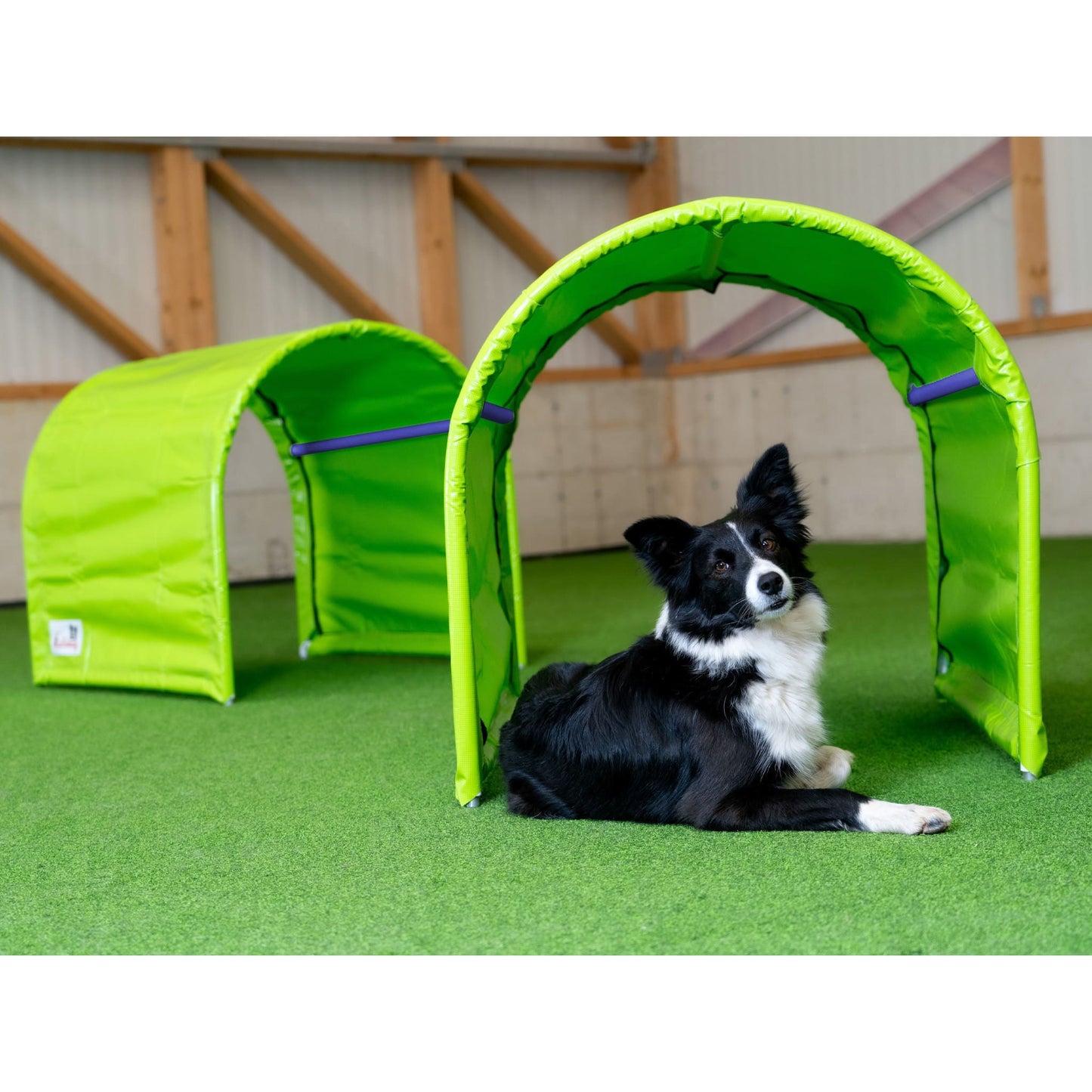 Callieway Hoopers Tunnel im Hundetraining