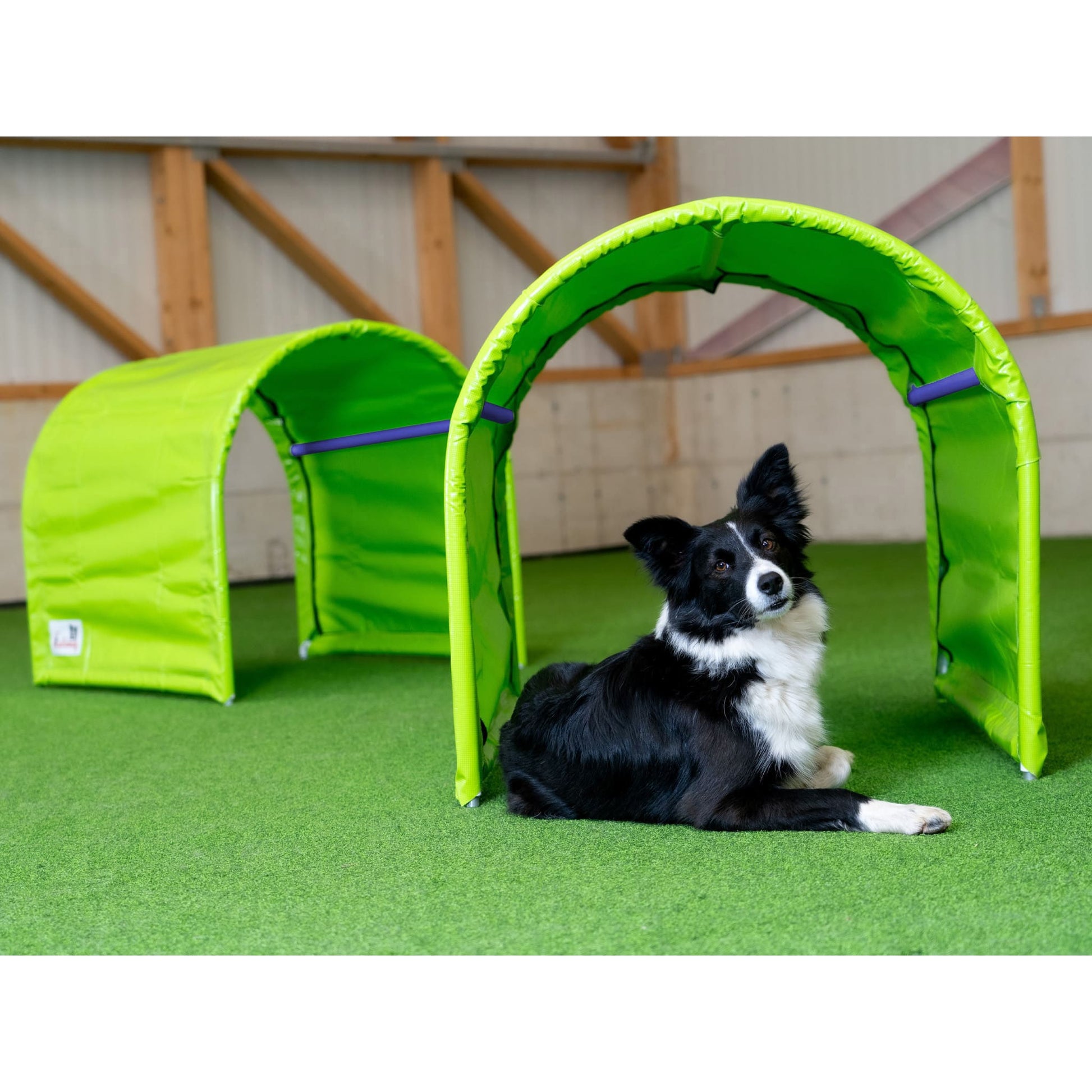 Callieway Hoopers Tunnel im Hundetraining